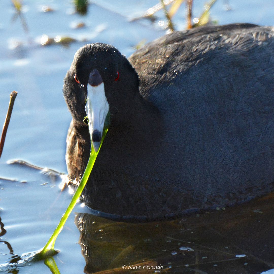 "Natural World" Through My Camera American Coot